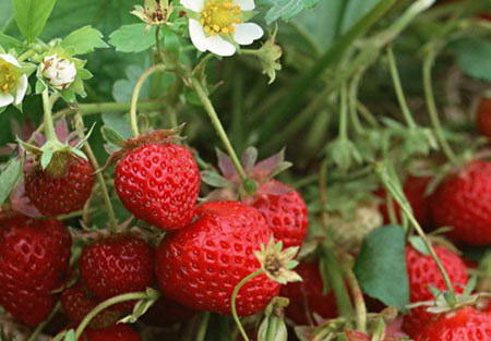 草莓育种知多少